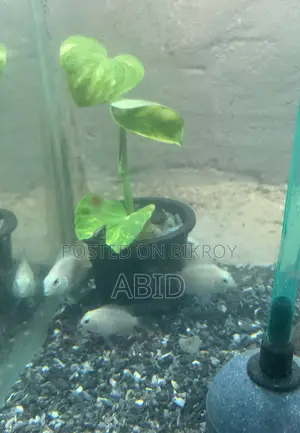 White Polar Parrot