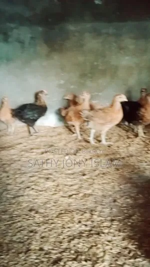 কালার বার্ড মুরগির বাচ্চা