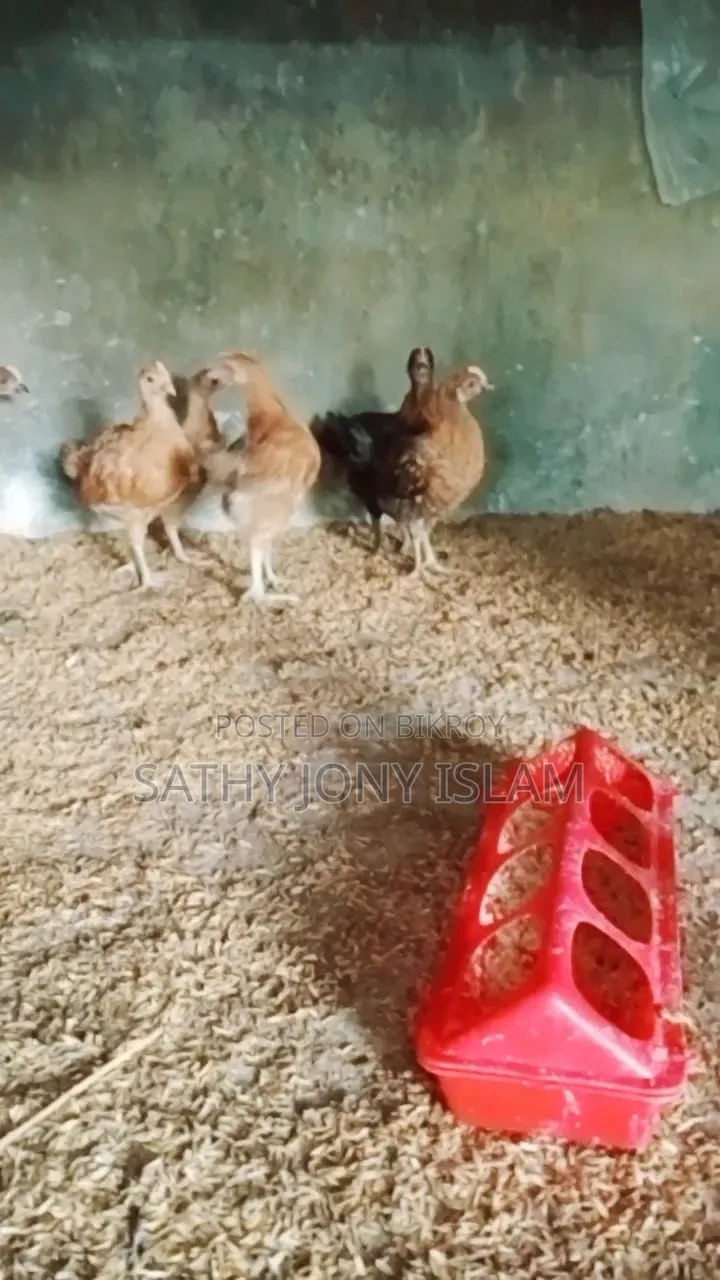 কালার বার্ড মুরগির বাচ্চা