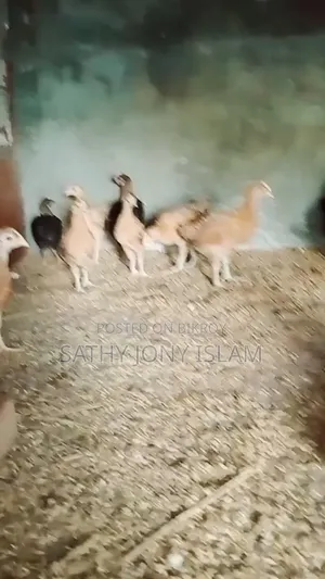 কালার বার্ড মুরগির বাচ্চা