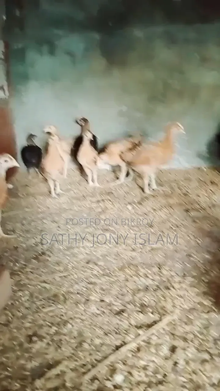 কালার বার্ড মুরগির বাচ্চা