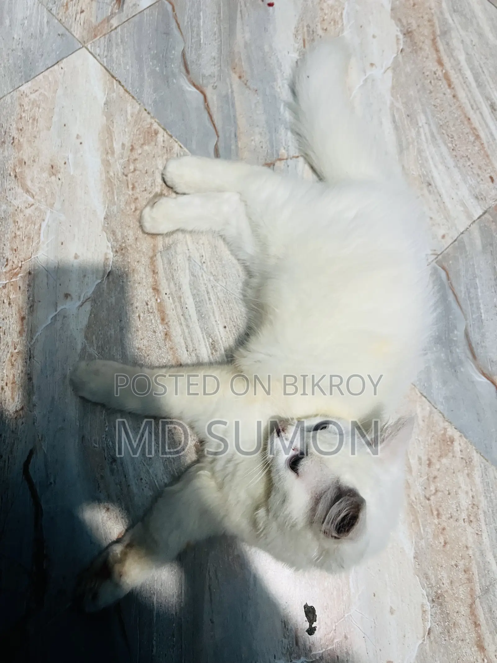 1-3 months Female Purebred Persian
