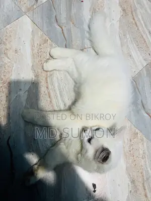 1-3 months Female Purebred Persian