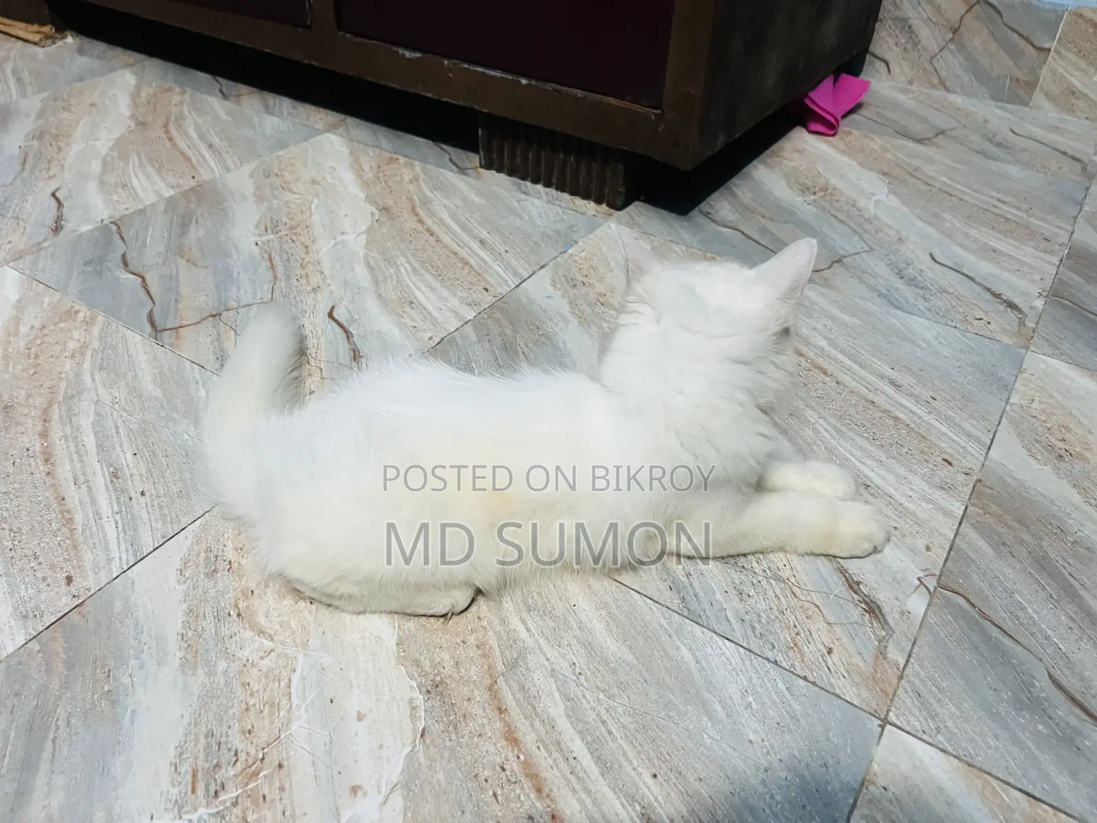 1-3 months Female Purebred Persian