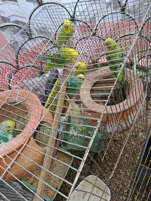 8 Budgerigars