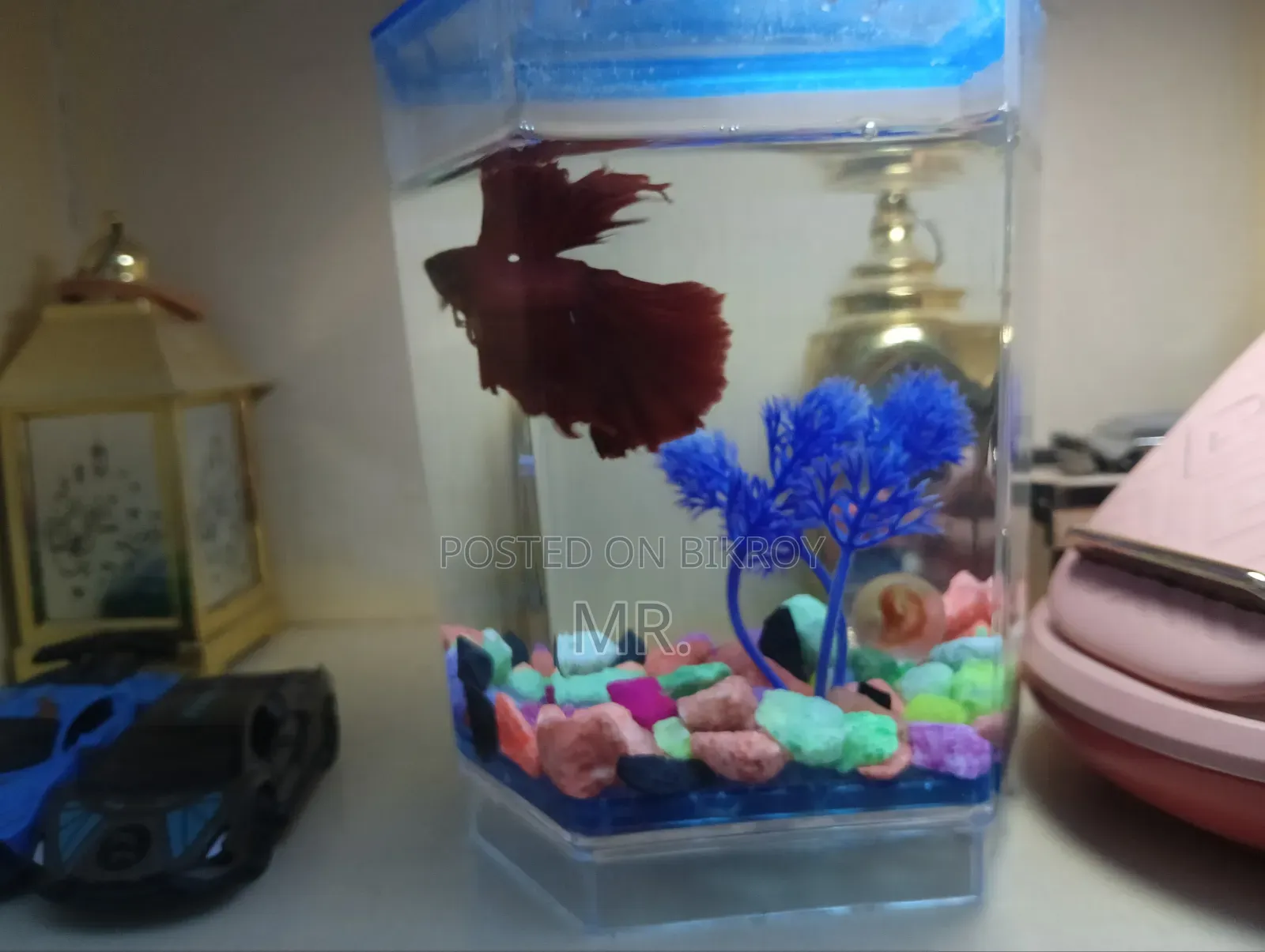 Red Fullmoon Betta Fish