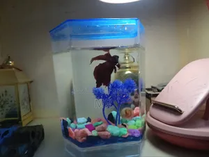 Red Fullmoon Betta Fish