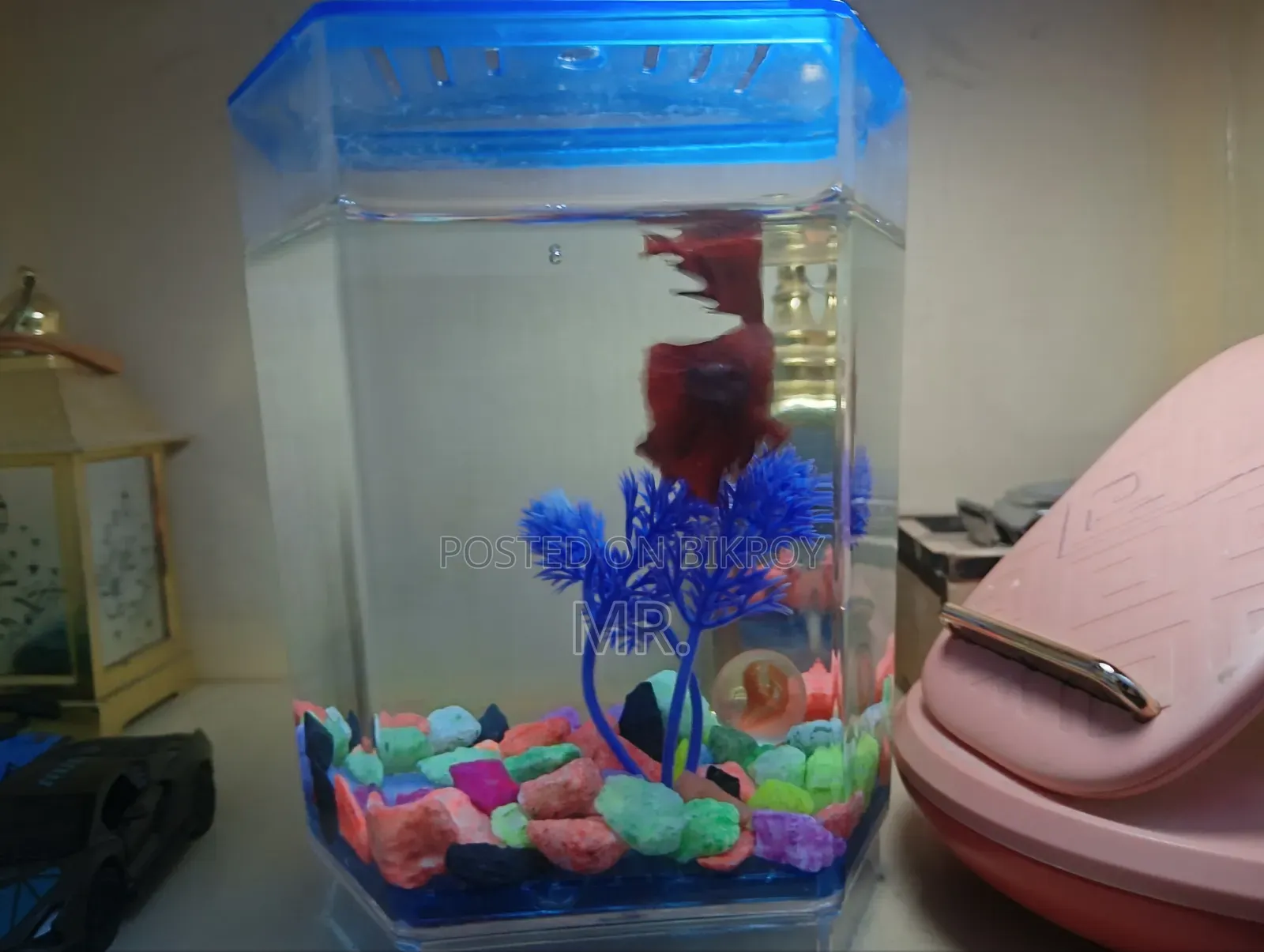 Red Fullmoon Betta Fish
