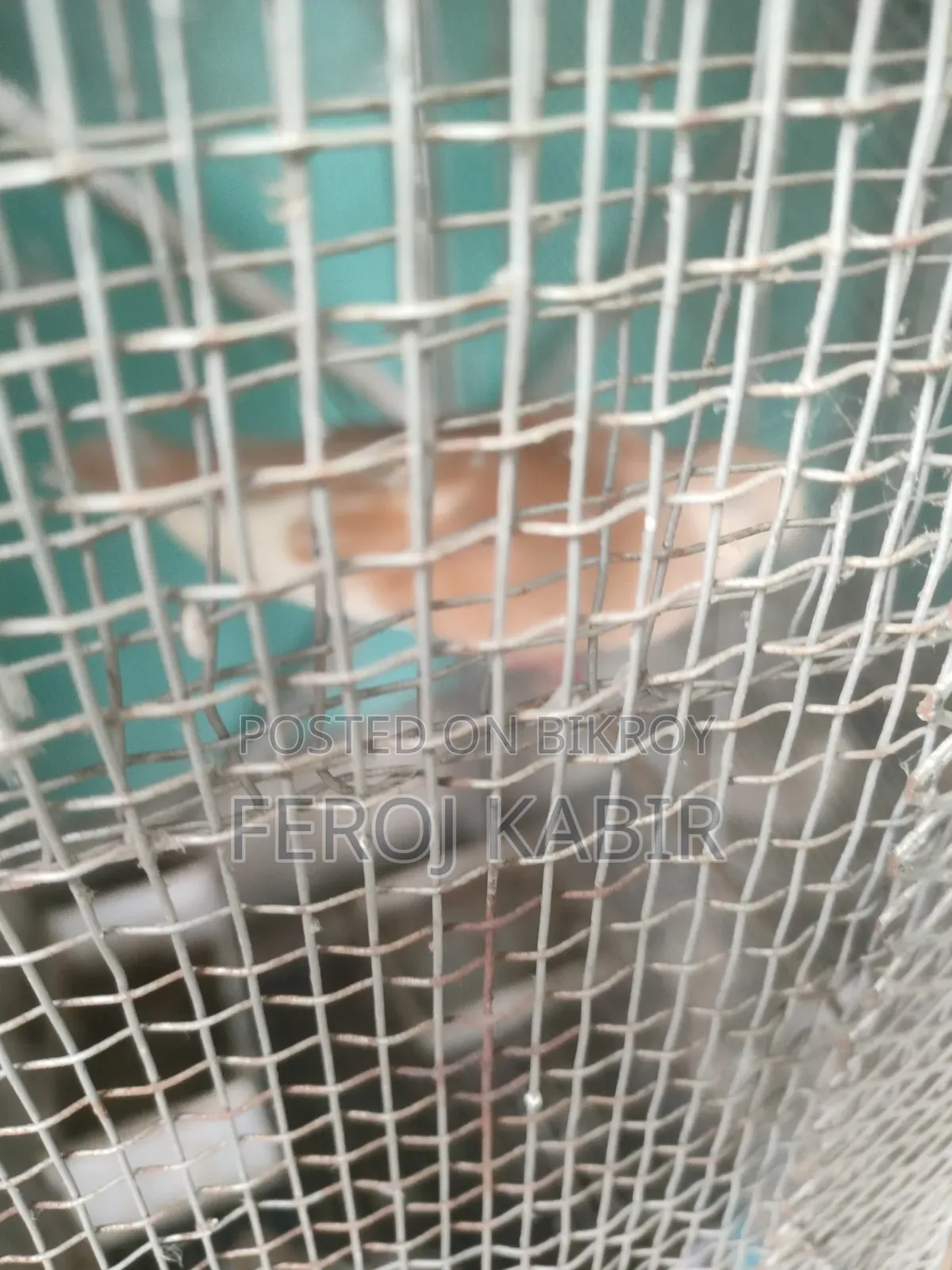 অস্ট্রেলিয়ান ঘুঘু