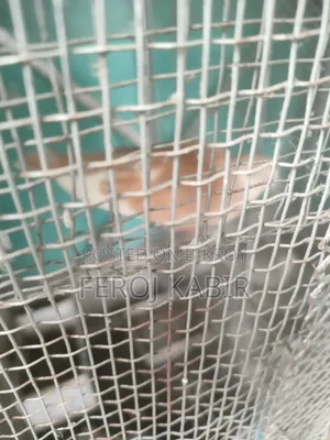 অস্ট্রেলিয়ান ঘুঘু