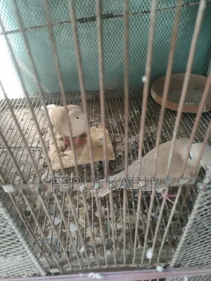 অস্ট্রেলিয়ান ঘুঘু