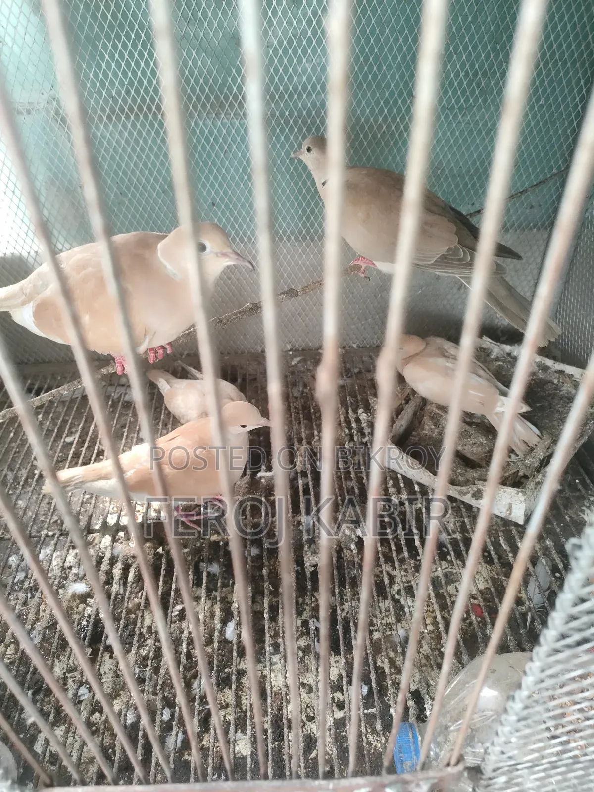 অস্ট্রেলিয়ান ঘুঘু