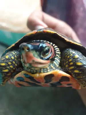 Turtle for Sell