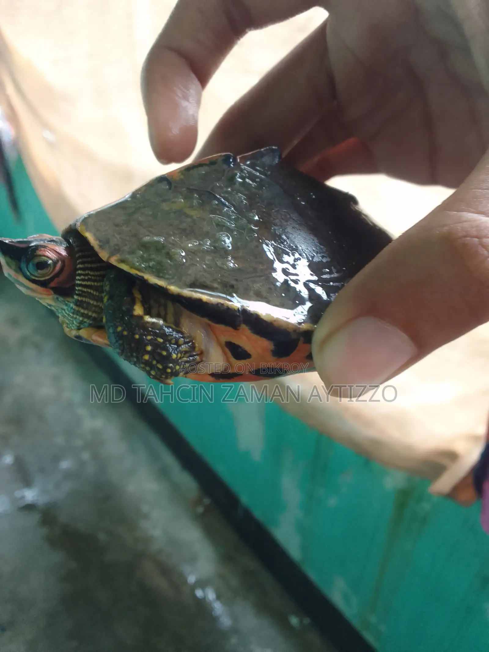 Turtle for Sell