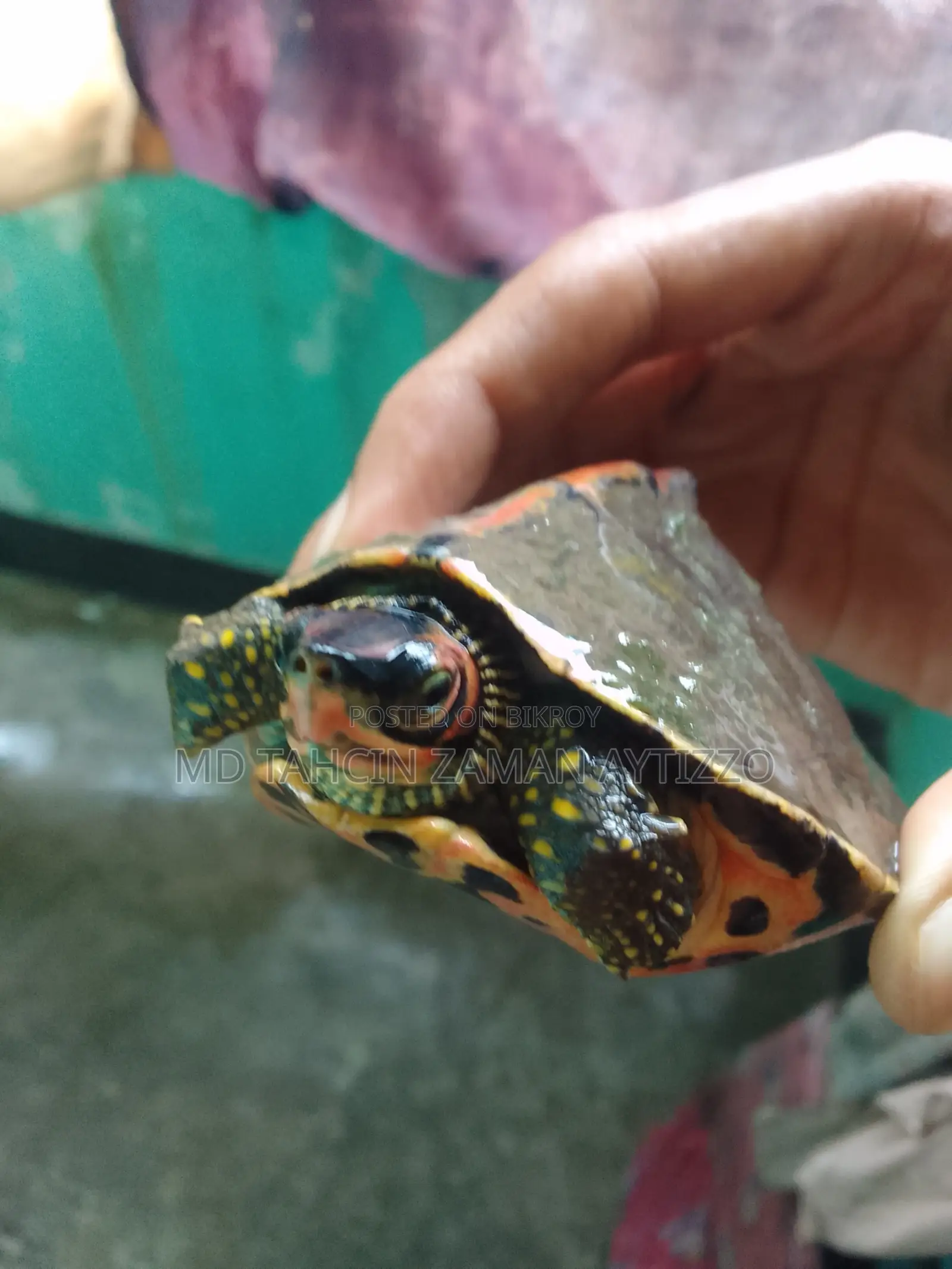 Turtle for Sell
