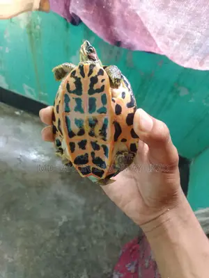 Turtle for Sell