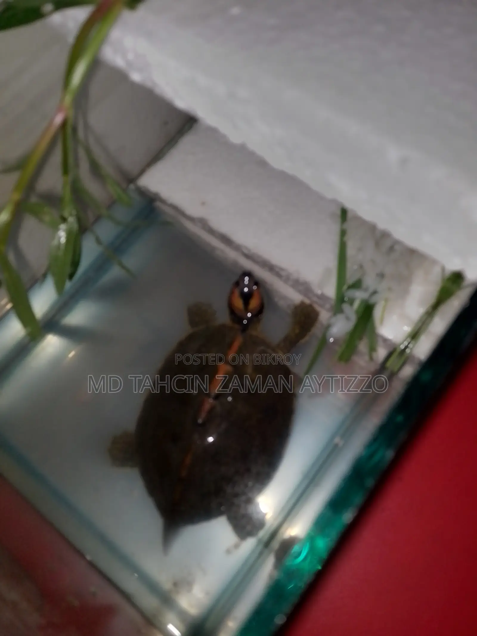 Turtle for Sell