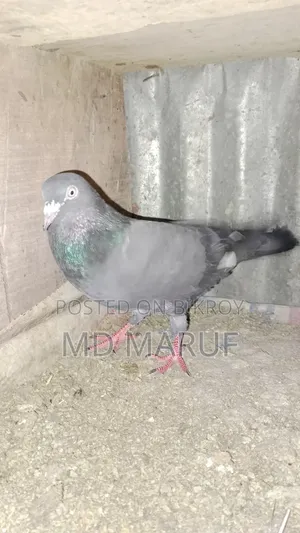 Nor Kobutor Sell