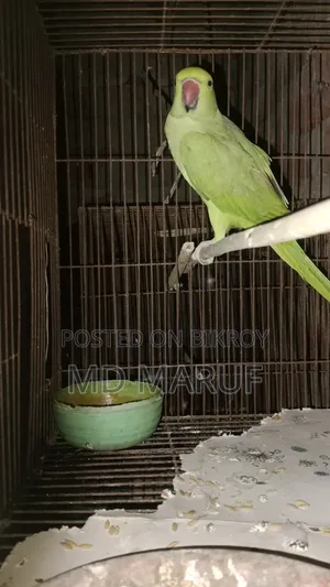 Female Tiya Pakhi