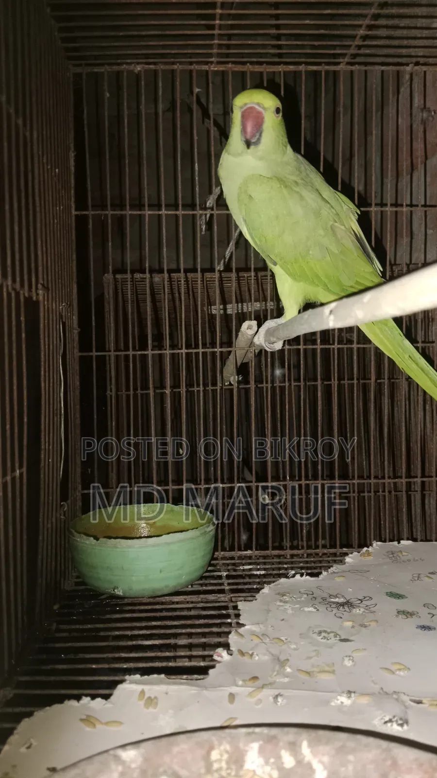 Female Tiya Pakhi