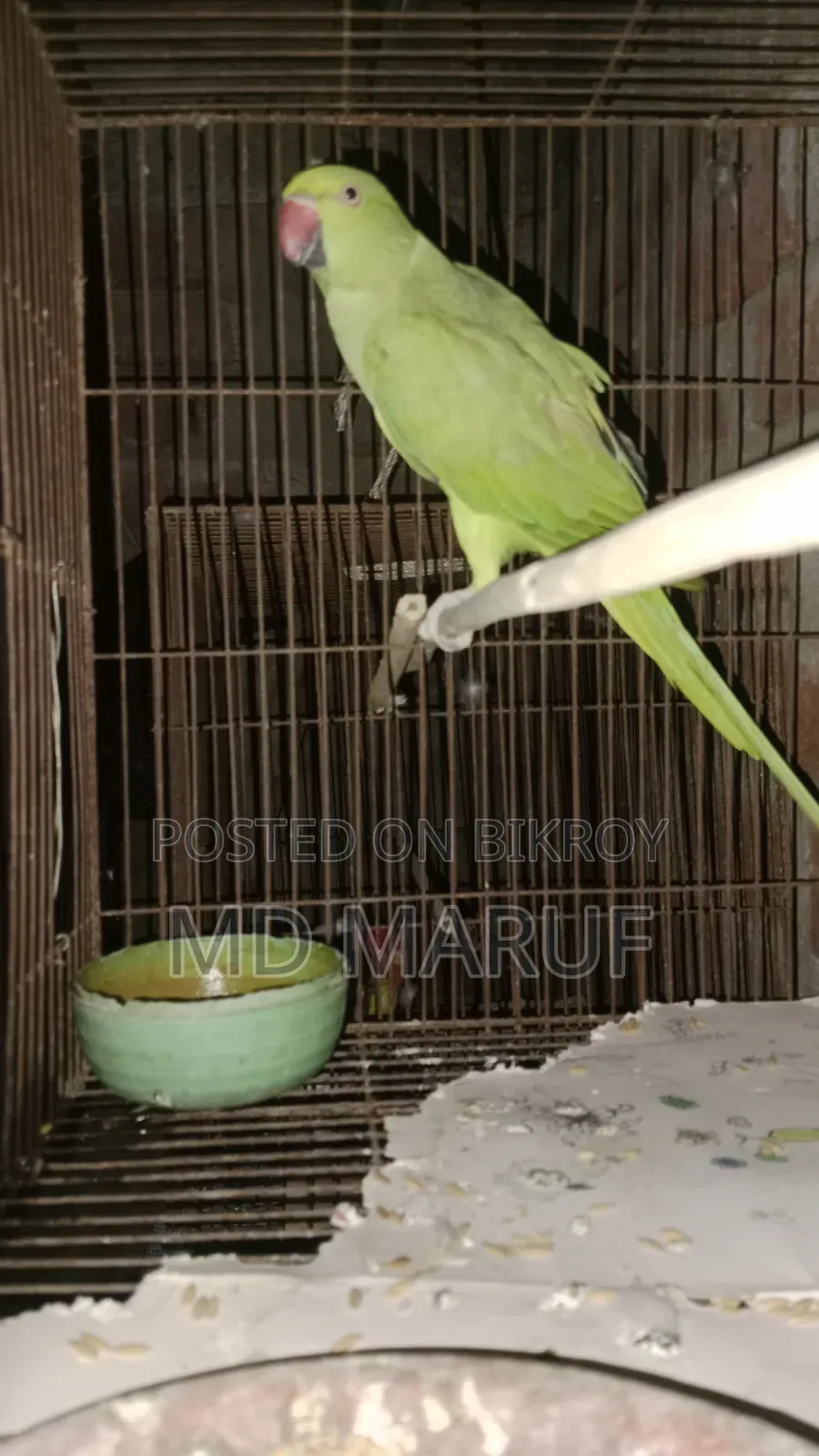 Female Tiya Pakhi