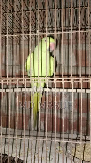 Female Tiya Pakhi