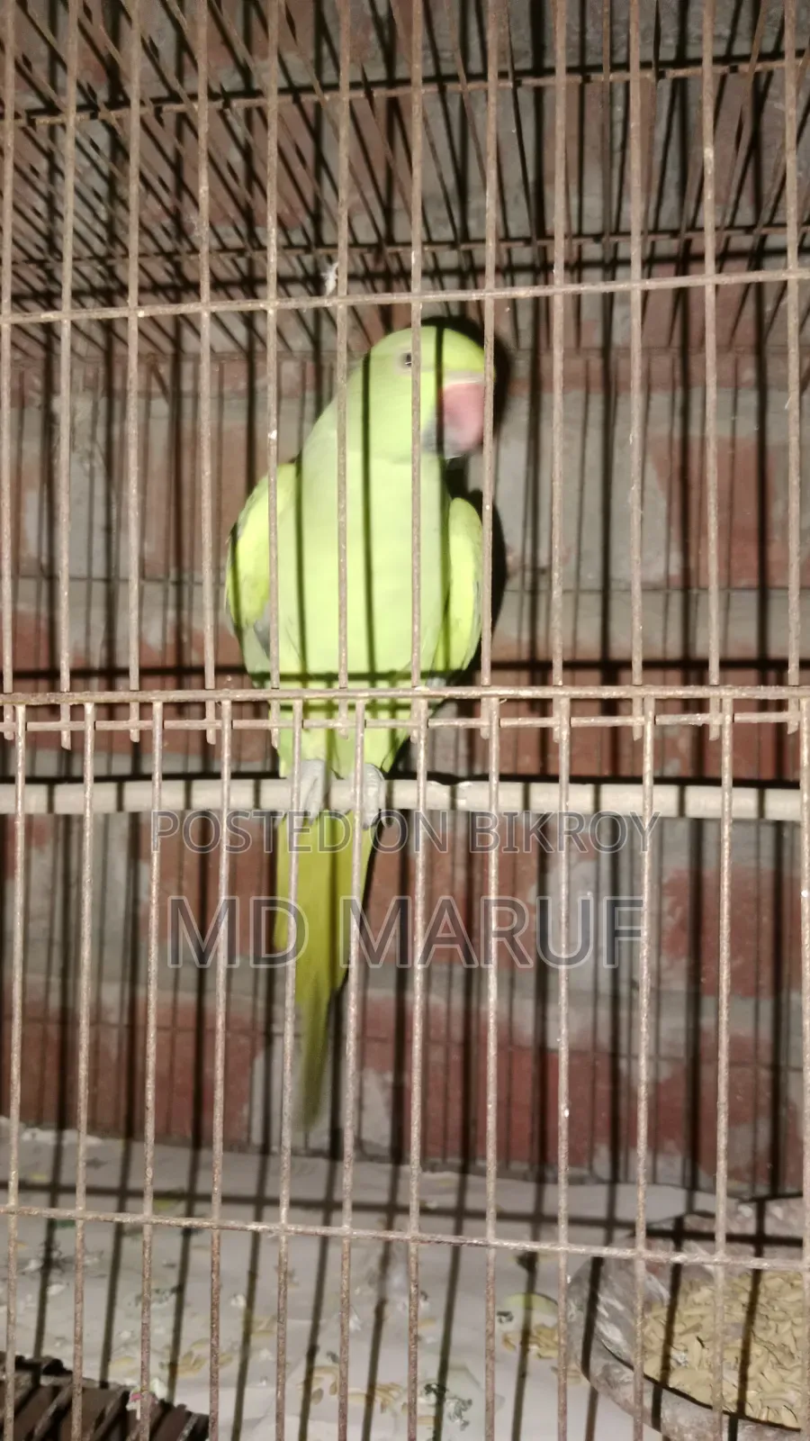 Female Tiya Pakhi
