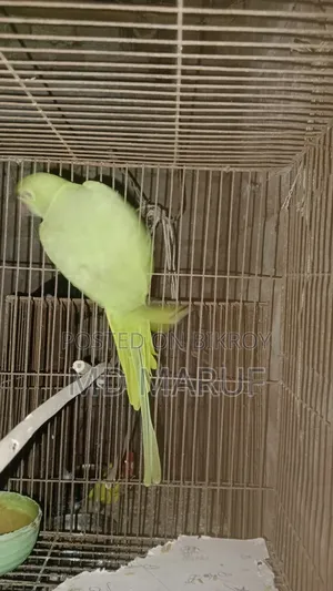 Female Tiya Pakhi