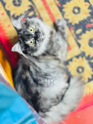 6-12 months Female Purebred Persian