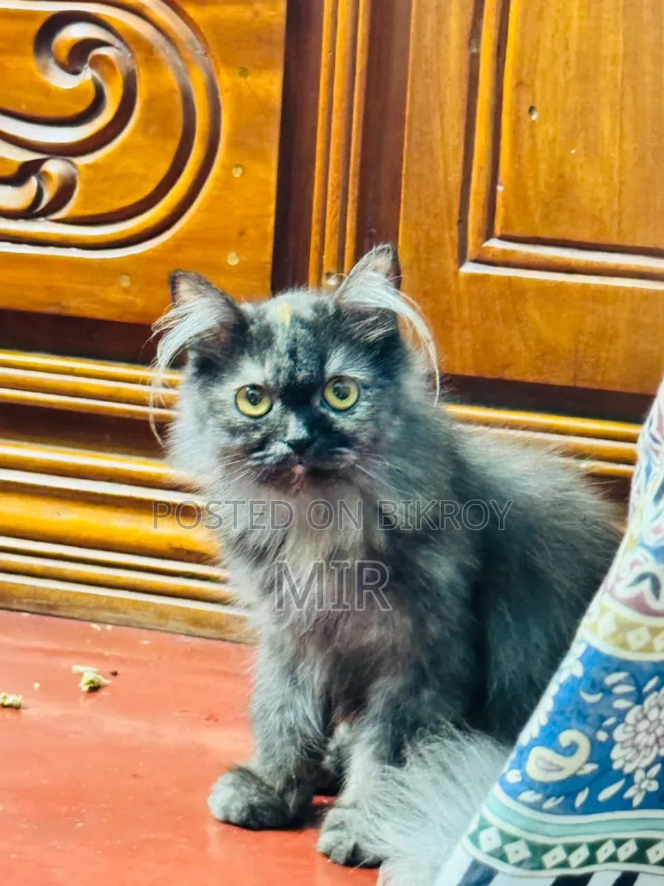 6-12 months Female Purebred Persian