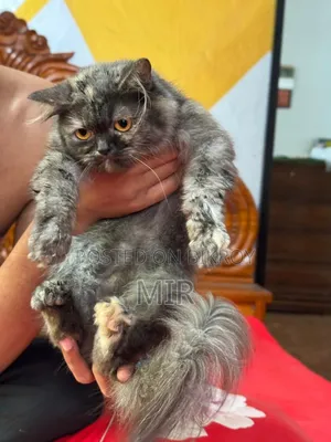 6-12 months Female Purebred Persian