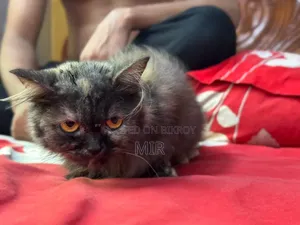 6-12 months Female Purebred Persian