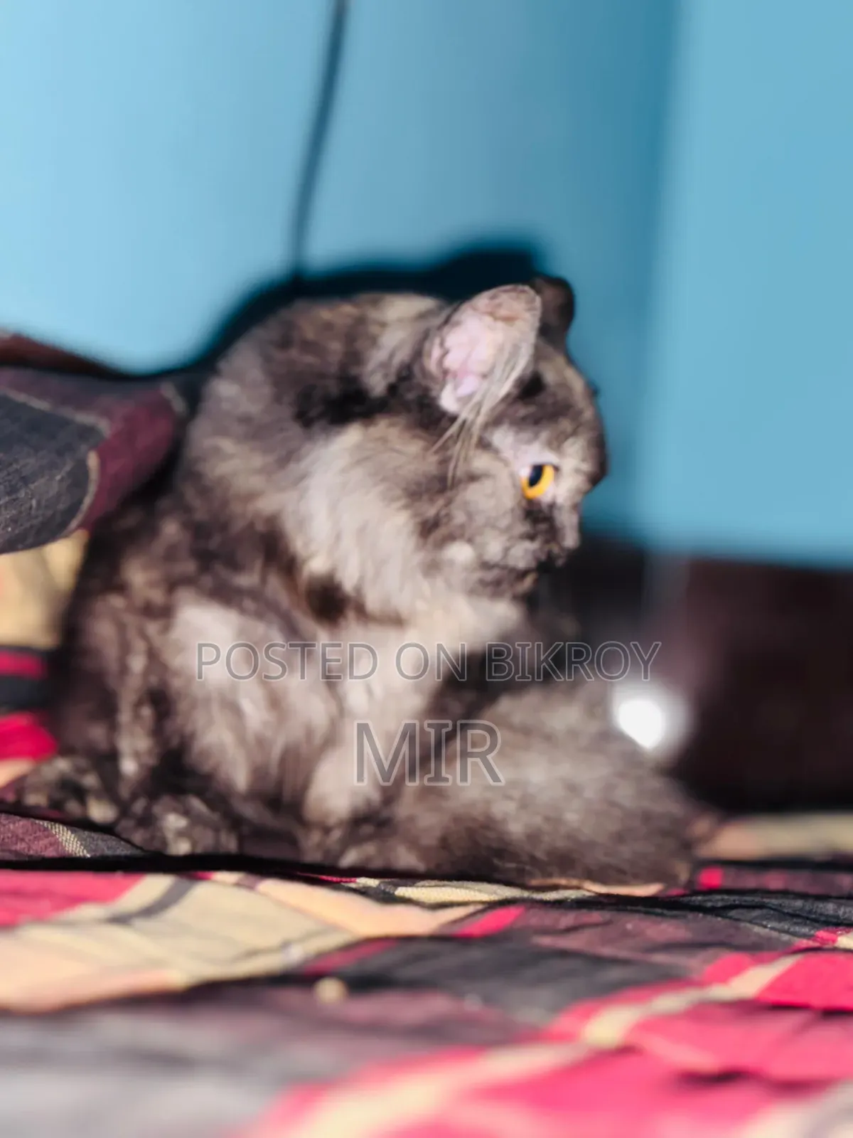 6-12 months Female Purebred Persian