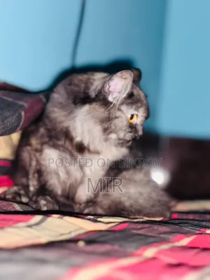 6-12 months Female Purebred Persian