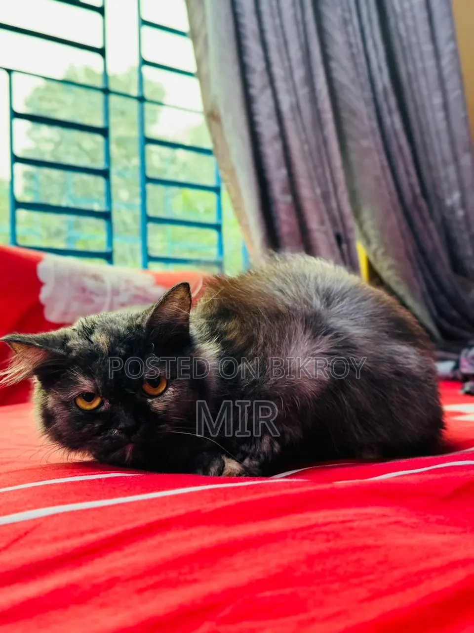 6-12 months Female Purebred Persian