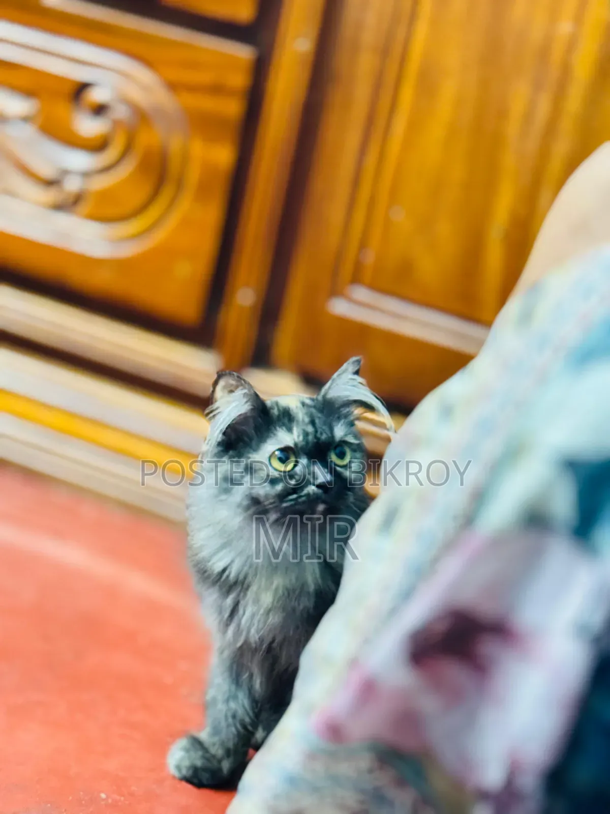 6-12 months Female Purebred Persian