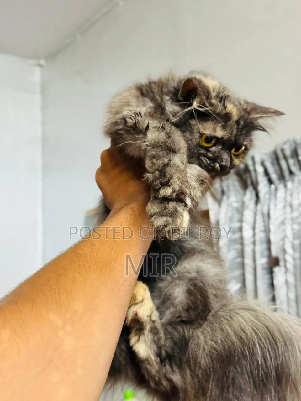 6-12 months Female Purebred Persian