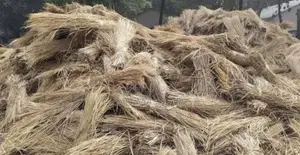 গরুর খেড় বিক্রি হবে