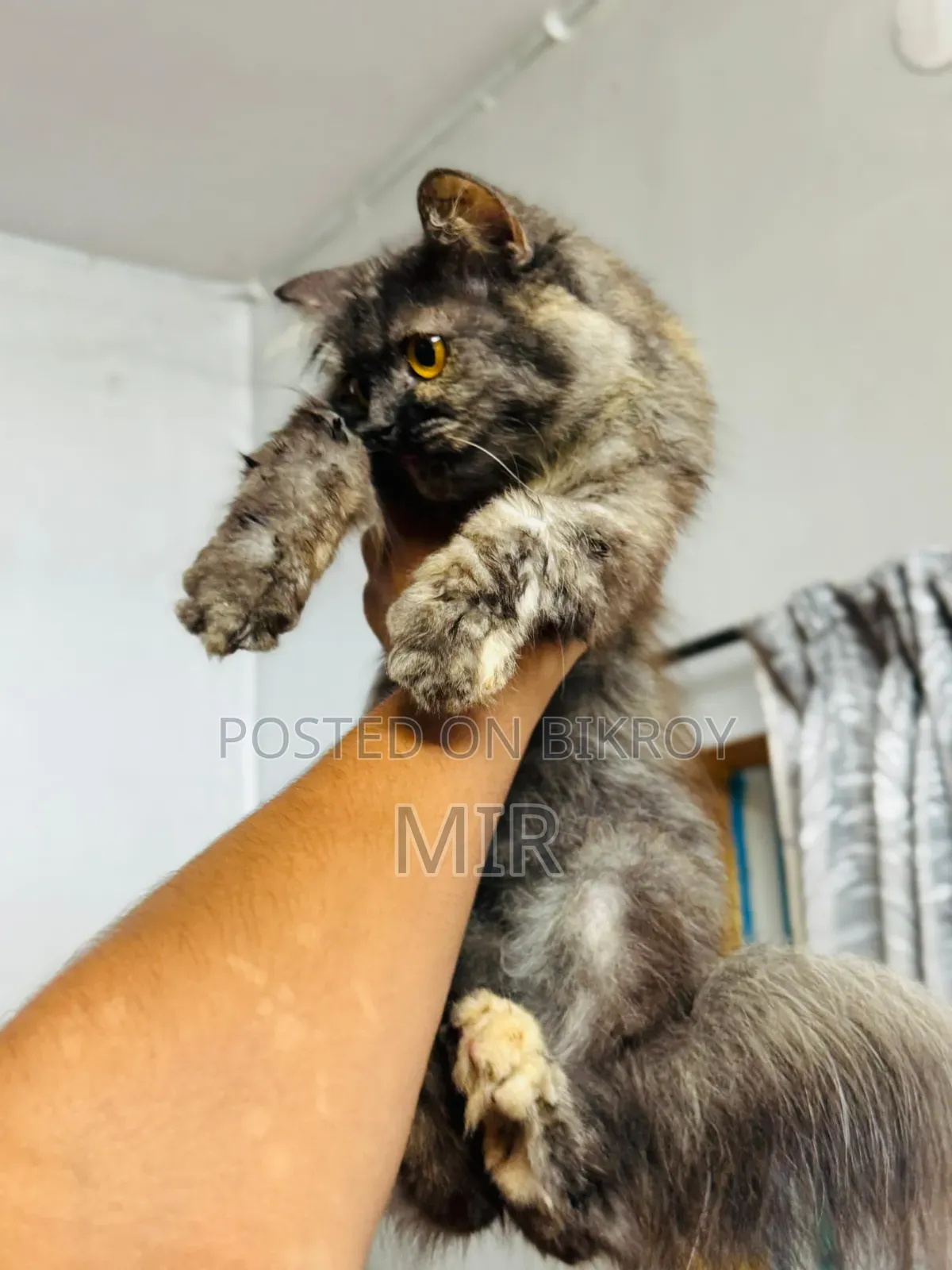 6-12 months Female Purebred Persian