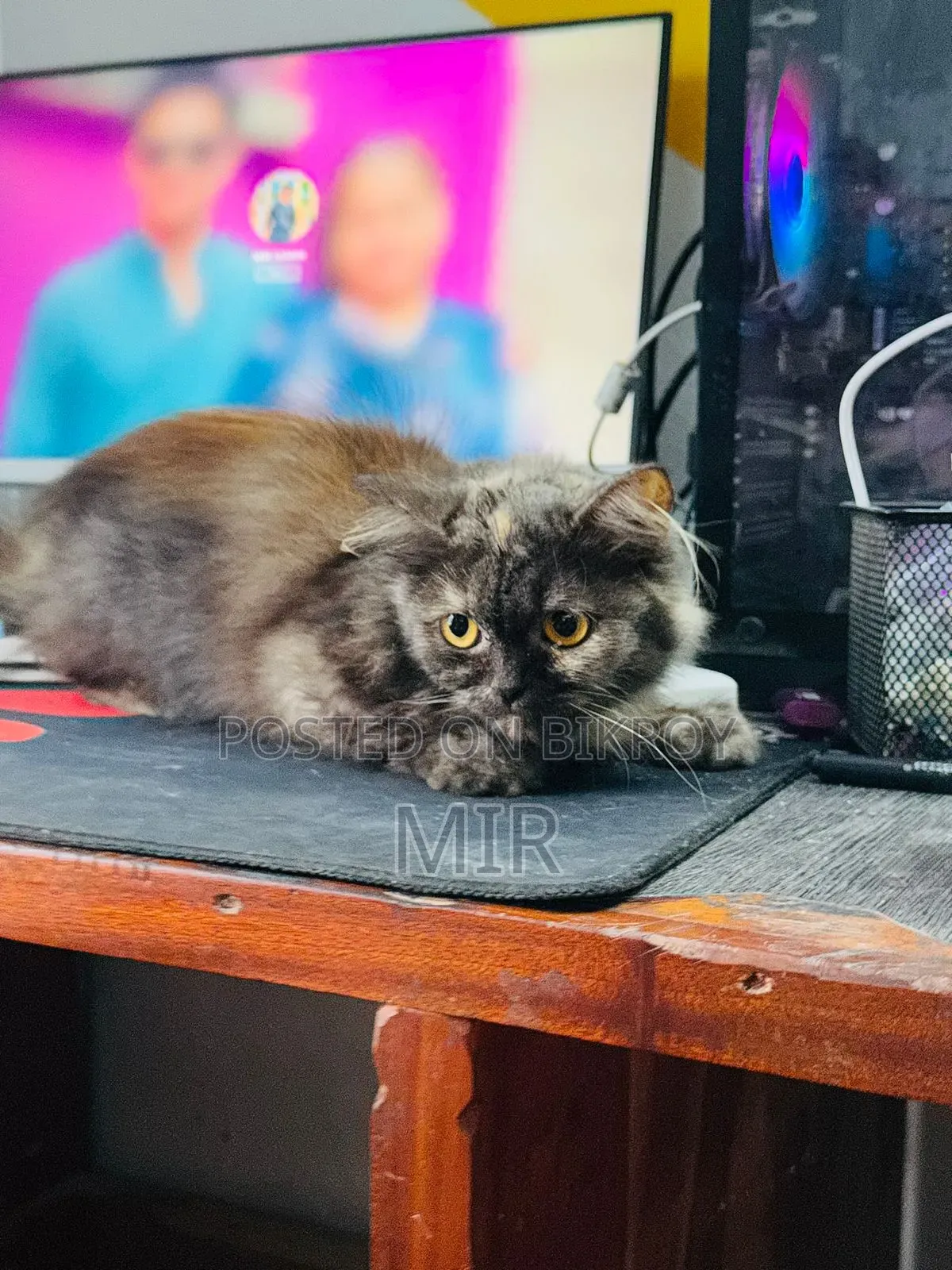 6-12 months Female Purebred Persian