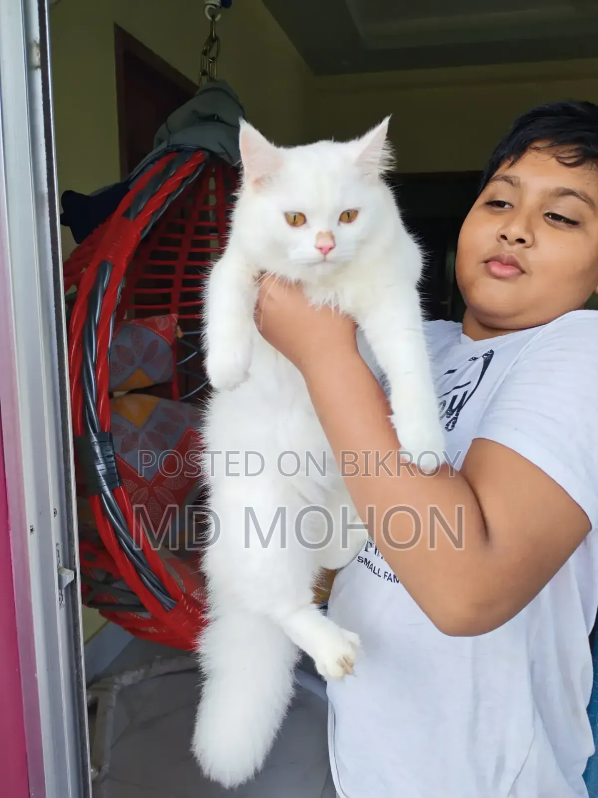 6-12 months Male Purebred Persian