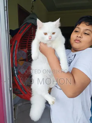 6-12 months Male Purebred Persian