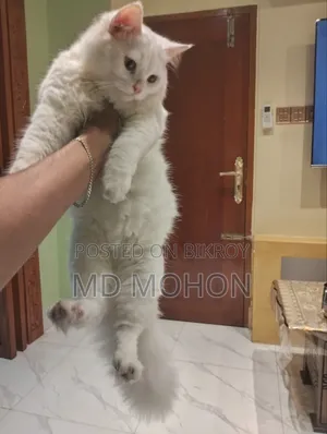 6-12 months Male Purebred Persian