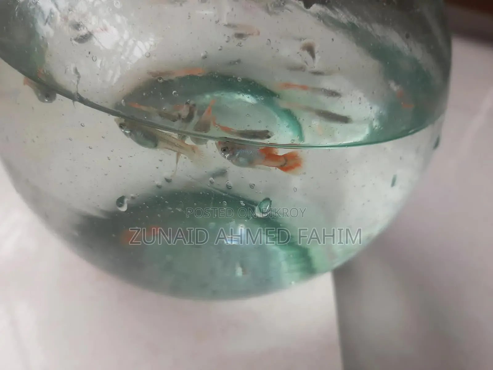 Guppy Red Head Santa Claus