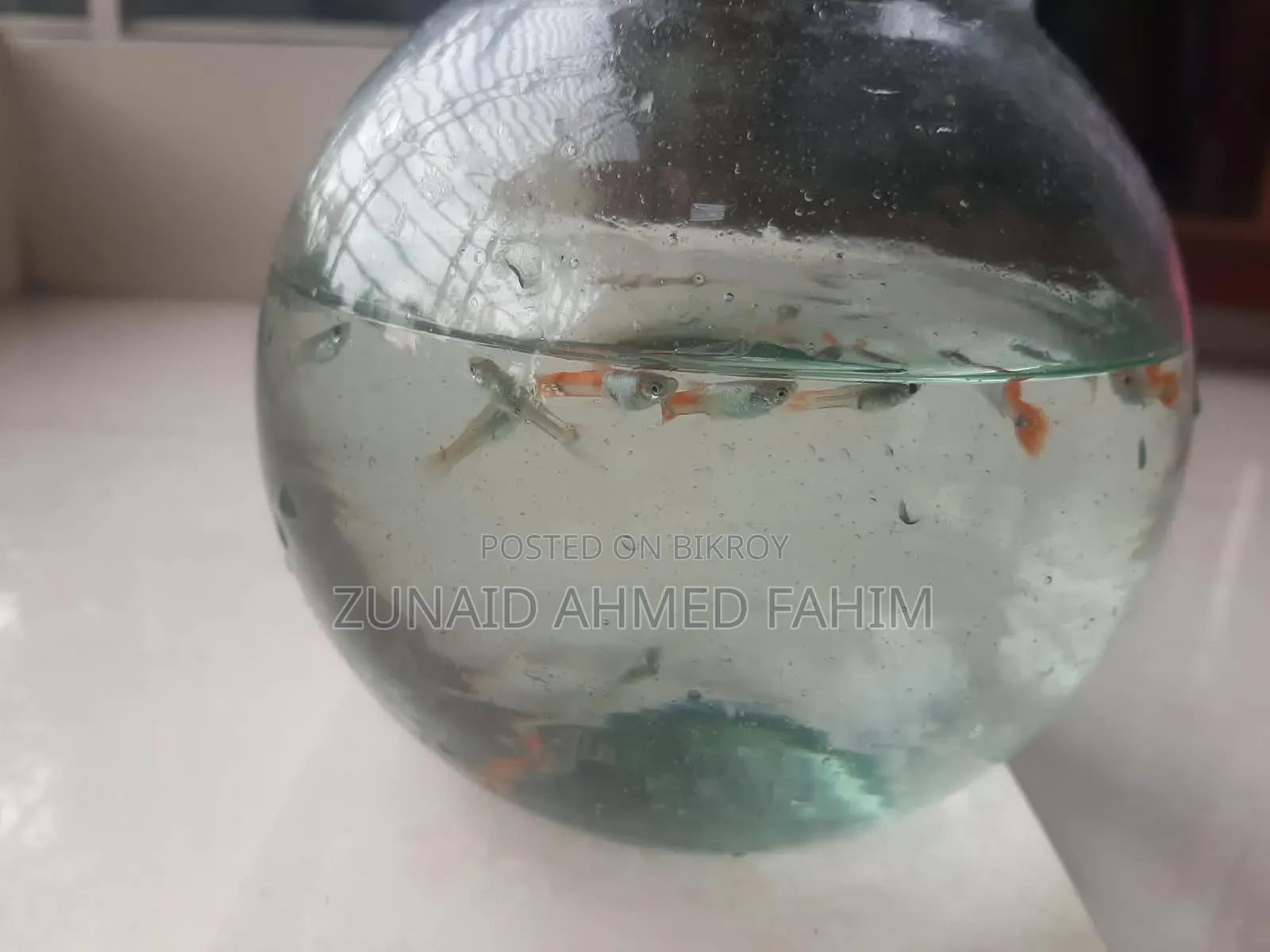 Guppy Red Head Santa Claus