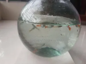 Guppy Red Head Santa Claus