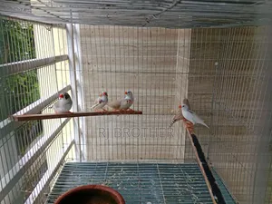 Zebra Finch