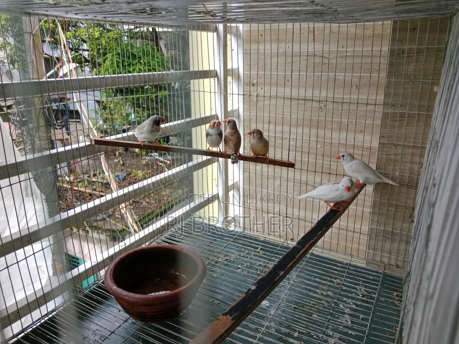 Zebra Finch