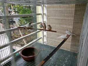 Zebra Finch