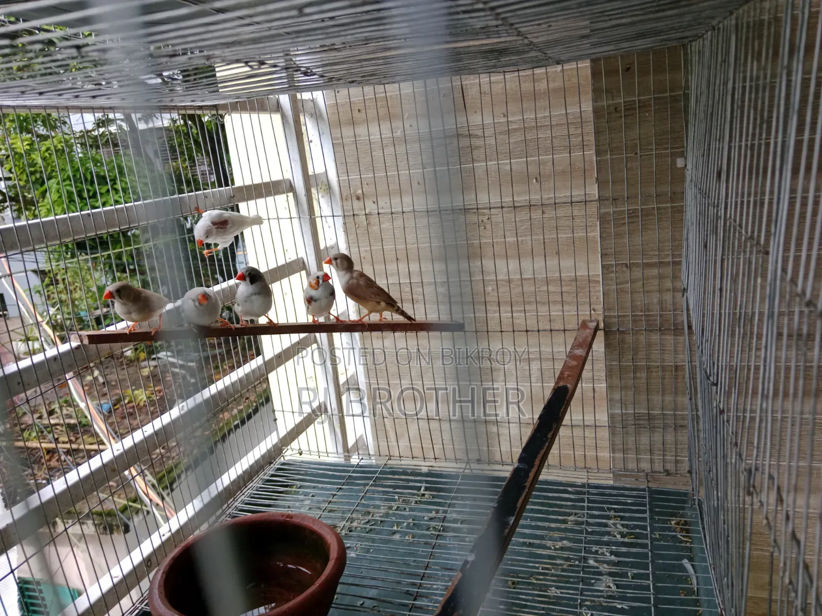 Zebra Finch